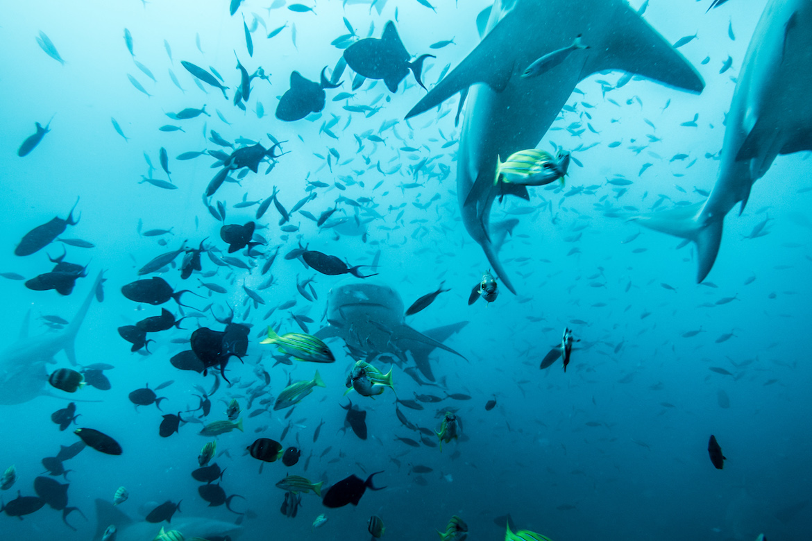 Fiji Shark Dive, BEQA Diving Adventures, Pacific Harbour - Linger Abroad