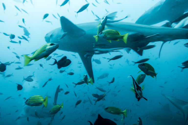 Fiji Shark Diving with BEQA Adventure Divers, Pacific Harbour