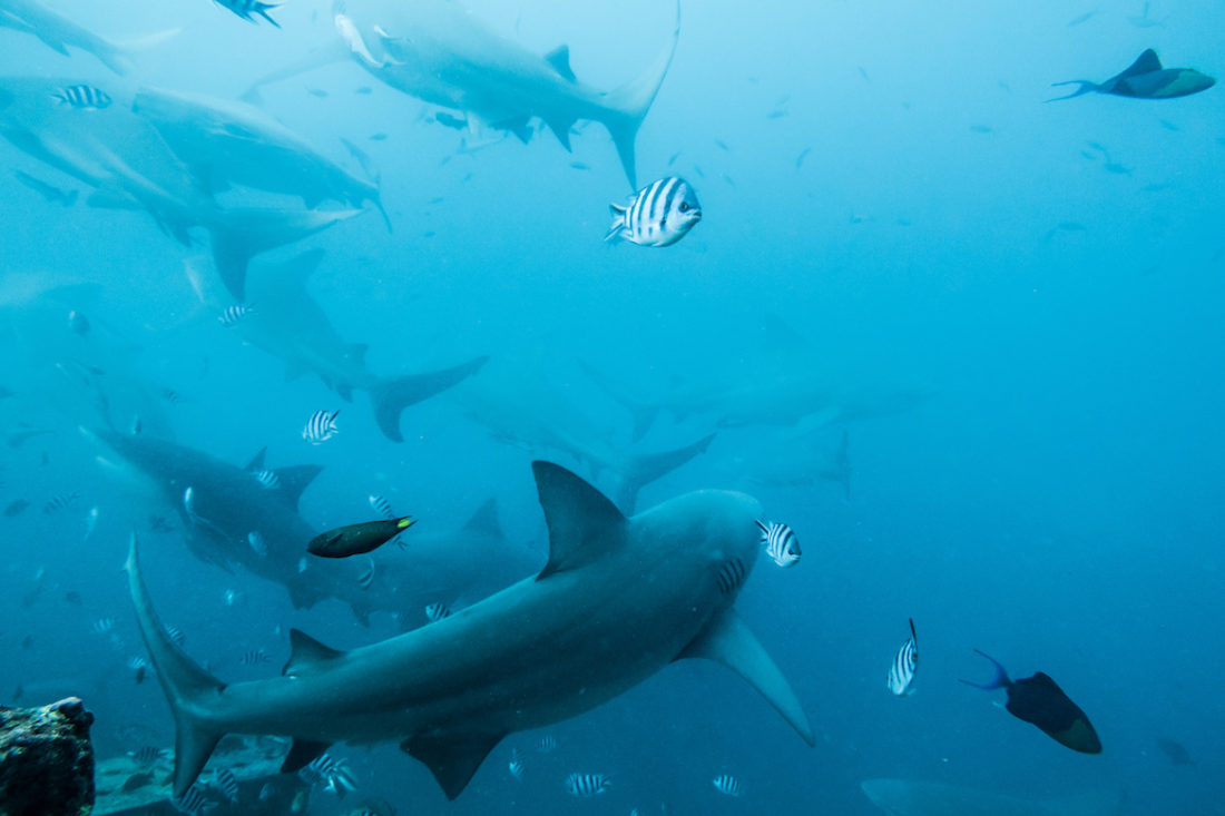Fiji Shark Diving with BEQA Adventure Divers, Pacific Harbour